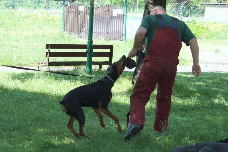 Warsztaty szkolenia psów 10