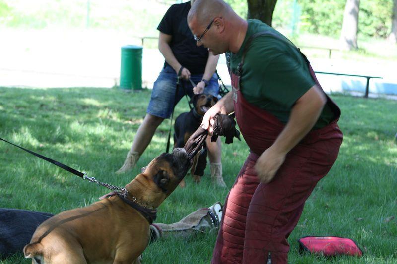 Warsztaty szkolenia psów 12